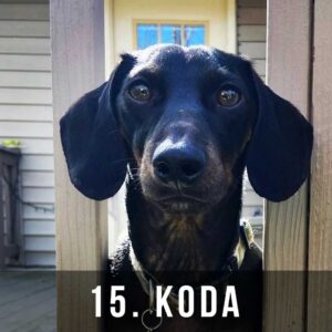 15_Koda
