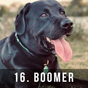 16_Boomer