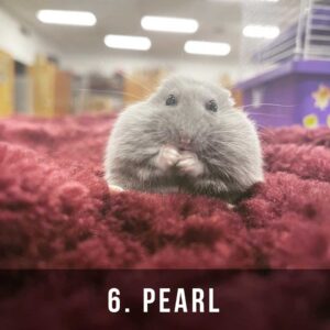6_Pearl